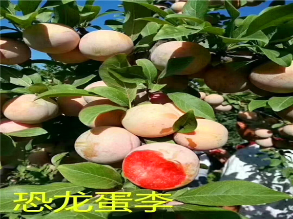 恐龍蛋李子苗基地批發(fā)